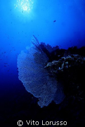 Corals - Subergorgia hicksoni by Vito Lorusso 